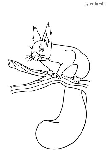 Download Squirrels coloring pages » Free & Printable » Squirrel coloring sheets