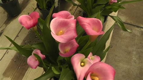 Calla Lily Hot Flashes Hot Pink Calla Lilies YouTube