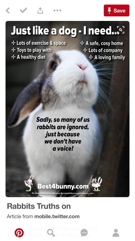 Idea By Marlese Bogacki On Food Pet Rabbit Rabbit Pet Bunny