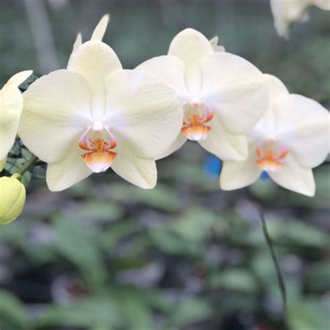 rising sun walter grootscholten orchid nursery