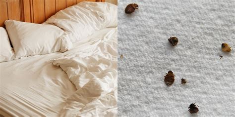 Bed Bugs Are Even Worse Than You Thought They Create A Cesspool Of