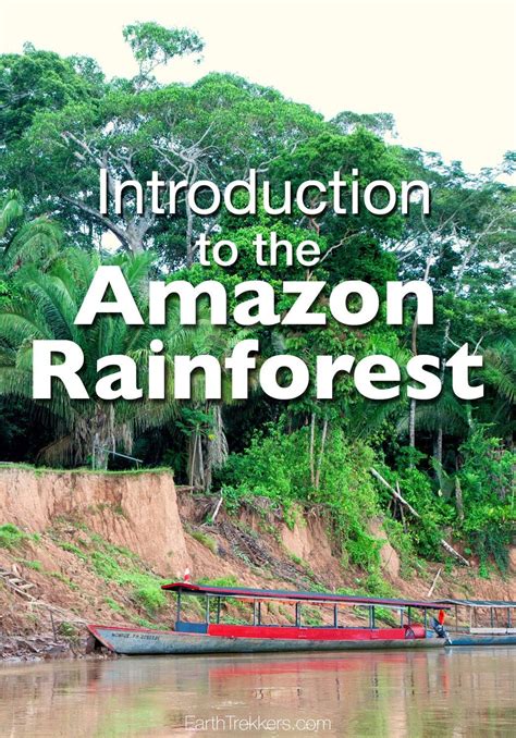 An Introduction to the Amazon Rainforest | Amazon travel, Amazon rainforest, Brazil amazon ...