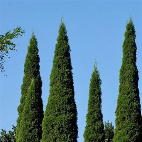 Italian Cypress Tree Seeds Cupressus Sempervirens 25seeds Etsy Canada