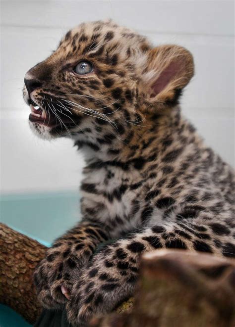 Staff At Bridgeport Zoo Work To Help Rare Leopard Cubs Survive