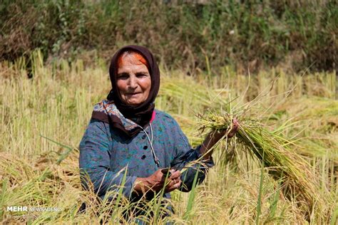 Mehr News Agency Rice Harvest In Golestan