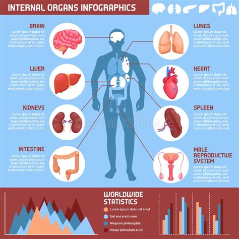 Cartel Humano De Infographic De Los órganos Internos Ilustración Del