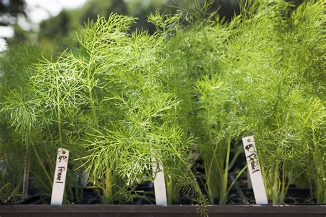 Fennel Care And Growing Guide