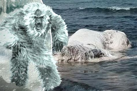 Yeti Found Massive Hairy ‘monster Washes Up On Beach Baffling Locals