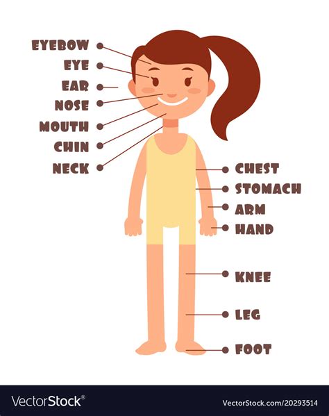 Cartoon Little Girl Vocabulary Of Human Body Vector Image