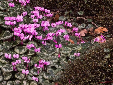 Doch auch für den garten gibt es einige geeignete sorten. Alpenveilchen Foto & Bild | natur, pflanzen, alpenveilchen ...