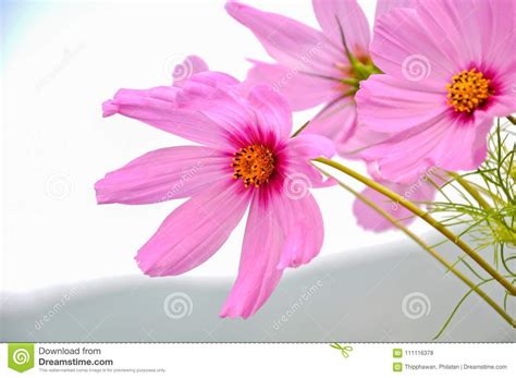 Cosmos A Very Beautiful Flower In Spring In Pink Color Stock Photo