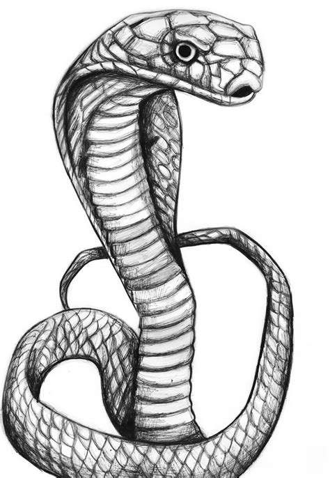 Pin By Paula Gorman Illustration On Recent Art Snake Drawing Snake