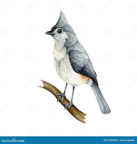 Tufted Titmouse Bird On A Branch Watercolor Illustration Hand Drawn