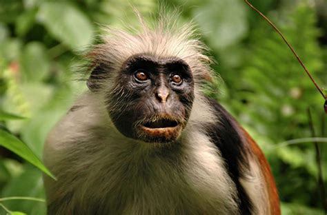 Primates Are Closest Relatives Of The Humans Their Many Behavior Is