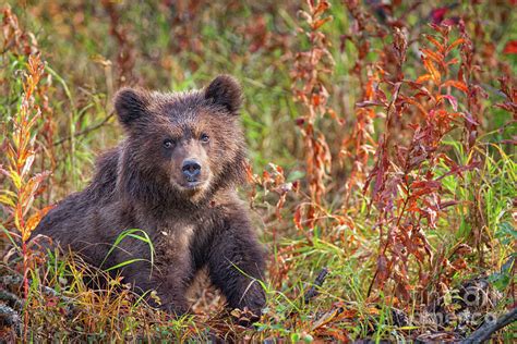 Alaska Grizzly Bear Cub Photograph By Rob Daugherty Fine Art America
