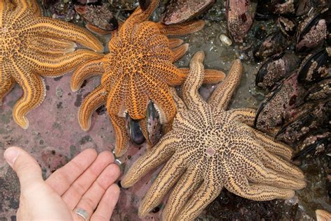 Reef Starfish Intertidal Zone Rockpool Life Nz · Inaturalist Nz