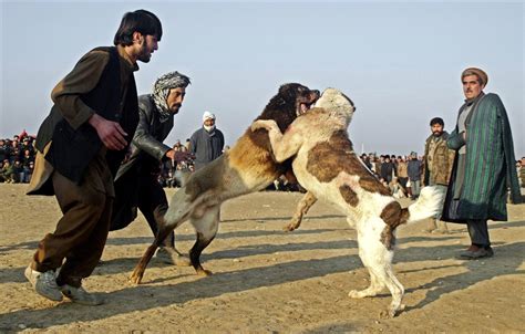 If the dogs are stressed by each other, of course, the first task is to keep them separated, through the assiduous use of doors, fences, baby gates, crates, and tethers. Dogs fighting- dogs fights, stop dogs fighting ...