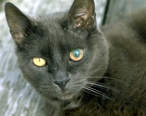 Many cat owners are starting to give their beloved feline friends cbd oil to provide relief for a variety of cbd is also said to help with the common ailment of inflammatory bowel disease in cats. Old Maid Cat Lady: Cancer in Cats: Feline Leukemia