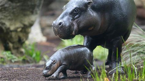 Pygmy Hippopotamus Night Loner
