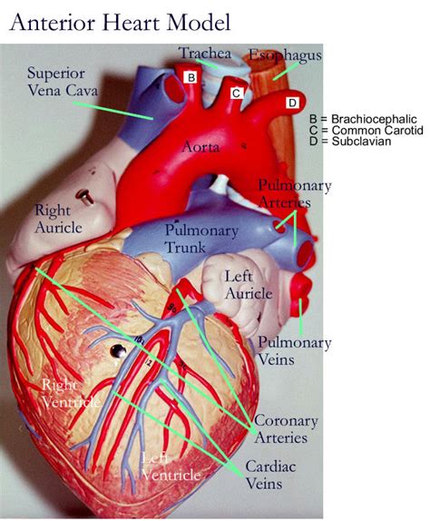 14 Posterior Heart Model Labeled Robhosking Diagram