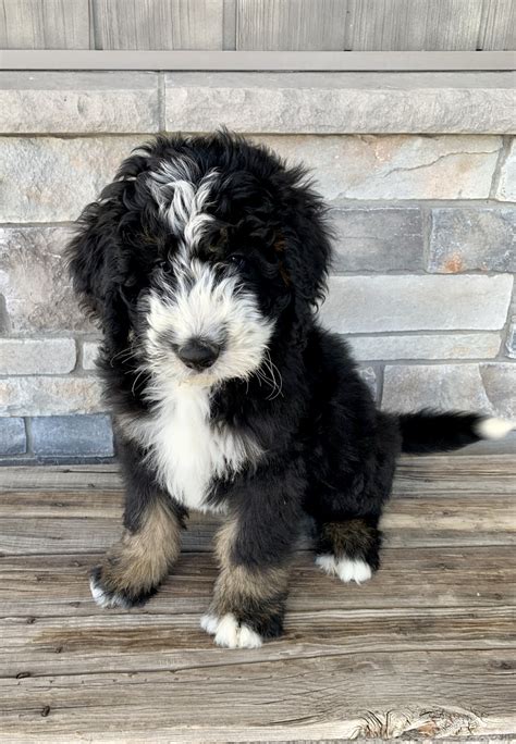Bernedoodle Puppies For Sale | Shelley, ID #325971