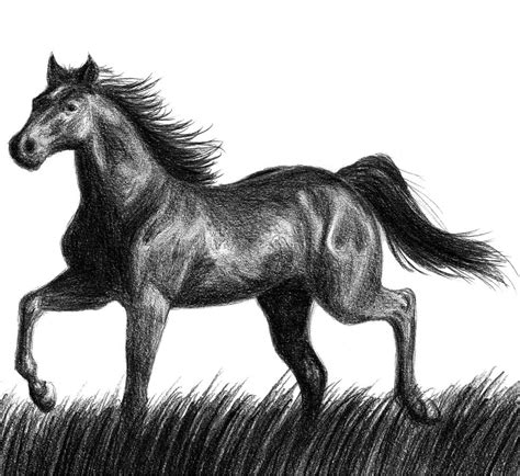 Buy horse pencil drawing and get the best deals at the lowest prices on ebay! FREE 12+ Horse Drawings in AI