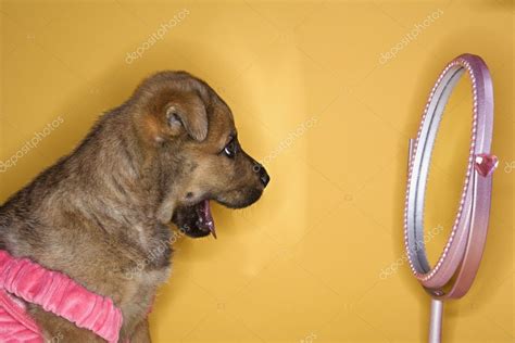Puppy In Dress Looking In Mirror Stock Image Affiliate Dress