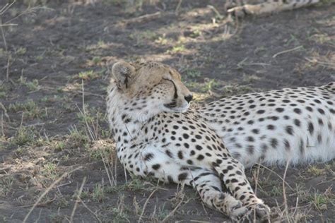 Cheetah Botswana Africa Savannah Wild Animal Mammal Stock Photo Image