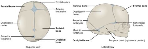 There are many shoulder ligaments which each play an important role in shoulder joint stabilization to various degrees: Development of the skeleton | Development of the bones ...