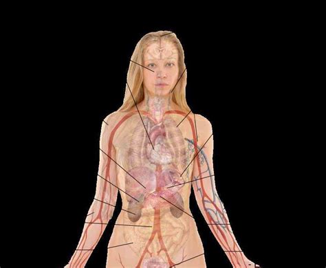 Inside Of Body Diagram Woman