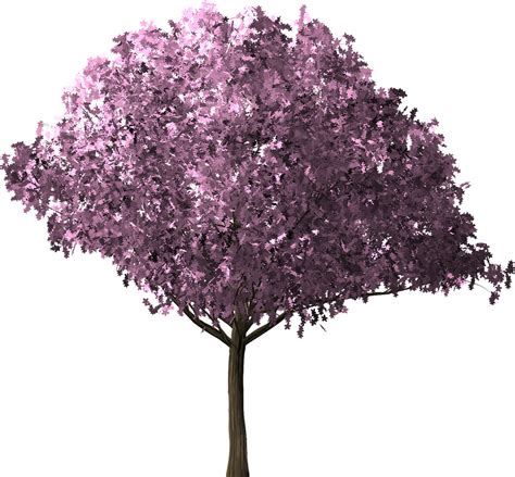 Cherry Blossom Tree Cherry Blossom Png Picpng