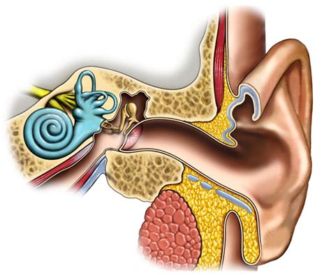 Anatomy Of The Ear Eugene Pediatric Associates