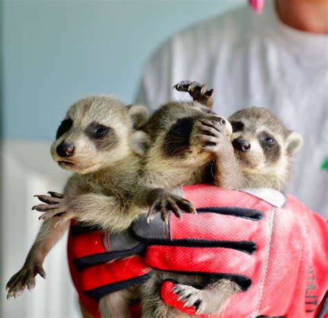 Allstate animal control technicians will provide effective solutions, services, and traps for your pest problems and to get rid of insect infestation. Swat Wildlife | Pest & Animal Control in Vaughan | HomeStars