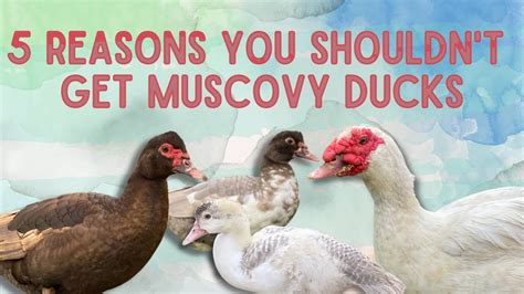 Reasons Not To Get Muscovy Ducks Why Muscovy Ducks Aren T For You Youtube
