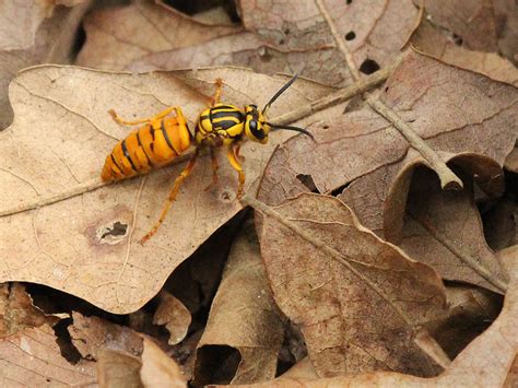 Mary's pest control have more than 8 years of experience in the field of pest control services. New mexico scorpions (wphl) - albuquerque, queen yellow ...