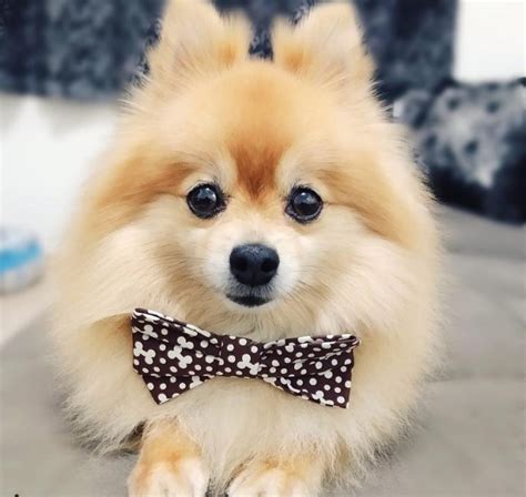 Meet 15 Of The Cutest Fox Face Pomeranians In The World The Paws