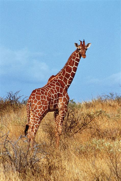 Giraffe Facts Information Habitat Species And Lifespan Britannica
