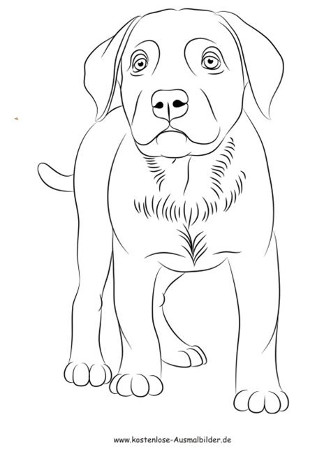 Dies wird ihnen helfen, sich zu entspannen, die probleme des lebens zu vergessen und in die kreativität einzutauchen. Ausmalbilder Labrador Hund - Tiere zum ausmalen ...