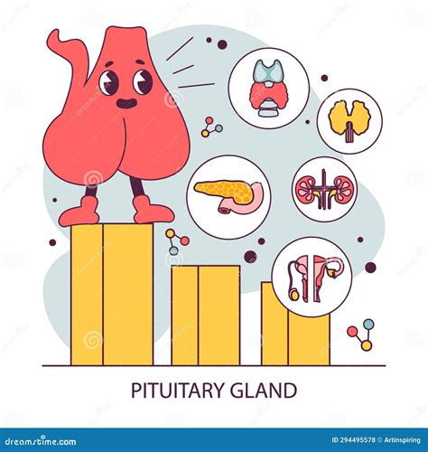 Pituitary Gland Anatomy Human Endocrine System Brain And Hypothalamus