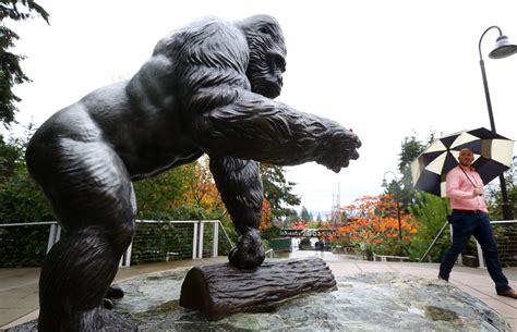 Ivan The Gorilla A Tacoma Attraction Once More The Seattle Times