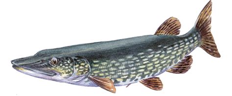 Välj bland tusentals fria vektorer, fäst ihop konstdesigner, ikoner och illustrationer som skapats av konstnärer över hela världen! Gädda (Esox Lucius)