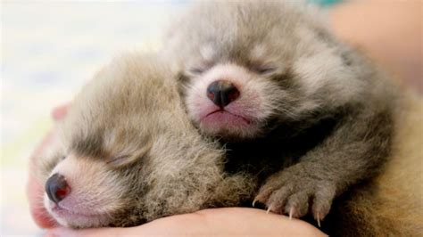 Red Panda Gives Birth To Two Healthy Cubs At Toronto Zoo Ctv News