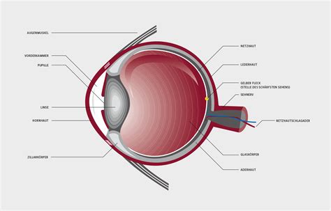 Das Auge Praxis Für Augenheilkunde