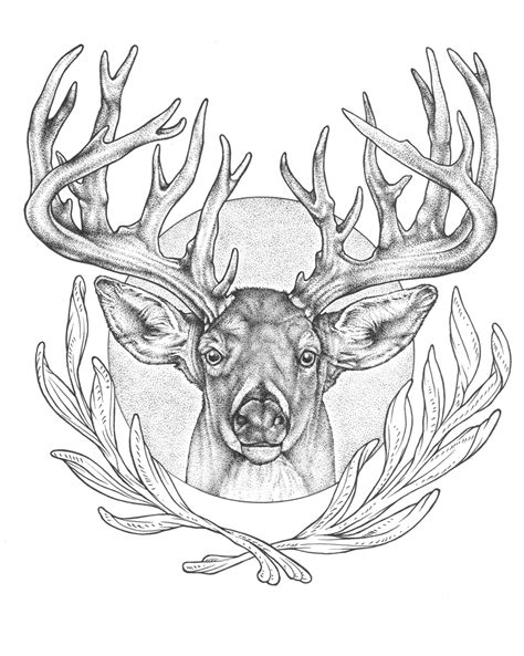 Elk Head Drawing At Getdrawings Free Download