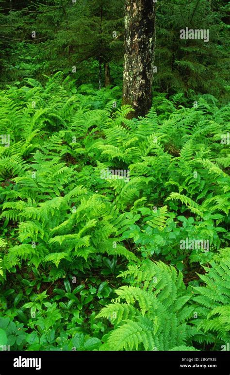 Ferns On Forest Floor On High Falls Loop Trail Five Ponds Wilderness