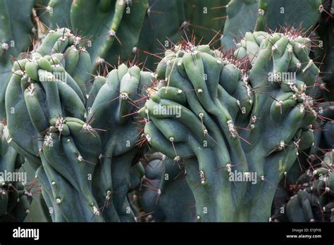 Tropical Plant Cactus Cactaceae Cereus Hildmannianus Monstrose Stock