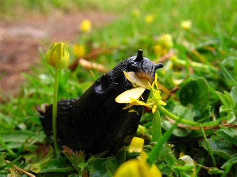 How To Get Rid Of Slugs And Snails In The Garden