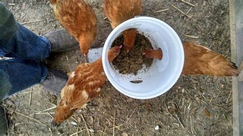 Chicken adobo is a type of filipino chicken stew. Easy chicken feeder solutions | The Owner-Builder Network