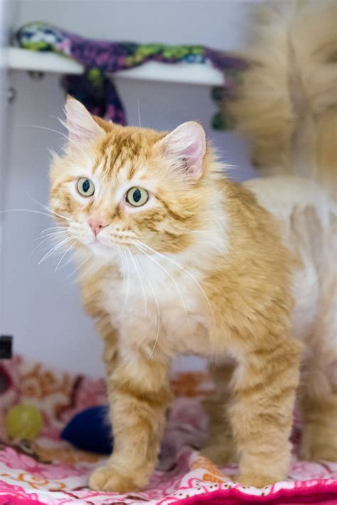 Please call your local store for more information. Kitsap Humane Society | Special June Adoption Promotion ...
