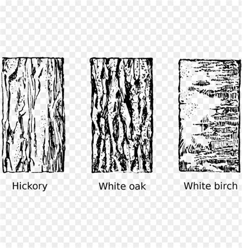 Tree Bark Vector At Collection Of Tree Bark Vector